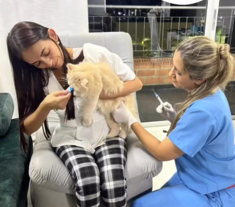 Veterinaria